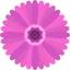 Gerbera icon 64x64