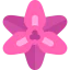 Gladiolus icon 64x64