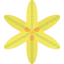 Sisyrinchium icon 64x64