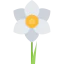 Narcissus icon 64x64