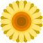 Sunflower 图标 64x64
