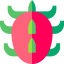 Dragon fruit icon 64x64