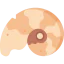 Fossil icon 64x64