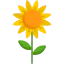Sunflower icon 64x64