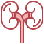 Kidneys icon 64x64