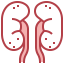 Kidneys icône 64x64