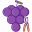 Grape harvest icon 64x64