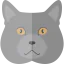 Chartreux icon 64x64