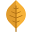 Leaf icon 64x64