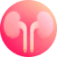 Kidneys Ikona 64x64