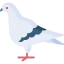 Pigeon 图标 64x64