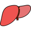 Liver icon 64x64