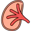 Kidney ícono 64x64