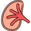 Kidney icon 64x64