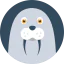 Sea lion icon 64x64