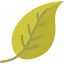 Leaf 图标 64x64