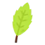 Basil icon 64x64
