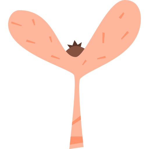 Tree seed icon