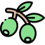 Olive 图标 64x64