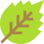 Leaf biểu tượng 64x64