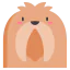 Pekingese 图标 64x64
