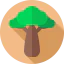 Baobab icon 64x64