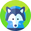 Волк иконка 64x64