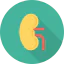 Kidneys ícono 64x64
