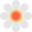 Flower icon 64x64