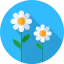 Daisy icon 64x64