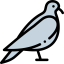 Pigeon 图标 64x64
