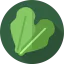 Lettuce icon 64x64