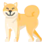 Shiba icône 64x64