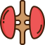 Kidneys 图标 64x64