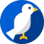 Pigeon ícone 64x64