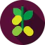 Olive biểu tượng 64x64