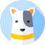 Bull terrier ícone 64x64