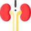 Kidney icon 64x64