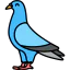 Pigeon icône 64x64