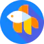 Fighting fish アイコン 64x64