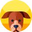 Dog icon 64x64