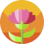 Carnation icon 64x64
