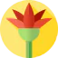 Lotus icon 64x64