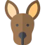 Kangaroo 图标 64x64