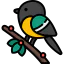 Bird ícone 64x64