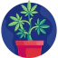 Cannabis 图标 64x64