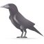 Crow ícono 64x64