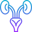 Kidneys アイコン 64x64