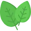 Spinach icon 64x64