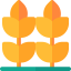 Wheat 图标 64x64